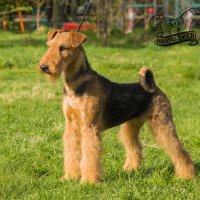 SHER ORO AZTECO - SHER ORO AZTECO
Junior Champion of Russia, Junior Champion of National Airedale Terrier Club; Champion of Russia, Belorussia, National Airedale Terrier Club, RKF. Рожд. 04.06.2021 (о. Young Duke`s Mister Jack &amp; м. Sher Iven Sweet Berry) Владелец: Михеева Надежда &amp; Широкова Александра (г. Москва)